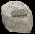 Reedops Trilobite - Rock Covered in Micro Fossils #51863-1